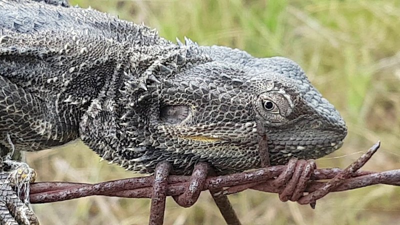 How The Bearded Dragon Survives In Harsh Environments