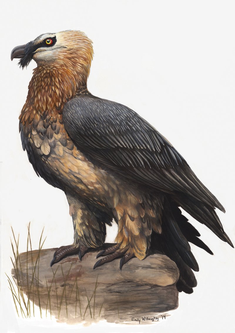 How The Bearded Vulture Is Represented In Culture And Folklore