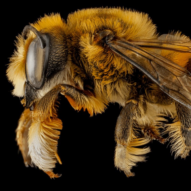 How The Bee Has Been Studied By Scientists