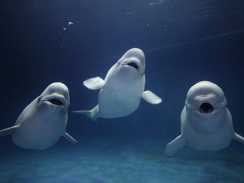 How The Beluga Whale Navigates And Communicates