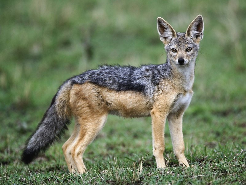 How The Black-Backed Jackal Is Represented In Culture And Folklore