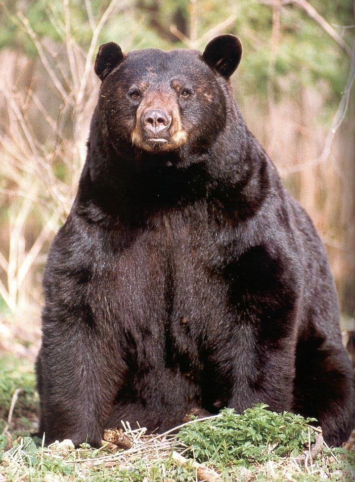 How The Black Bear Is Represented In Culture And Folklore