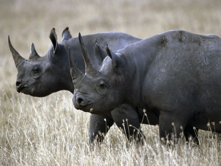 How The Black Rhinoceros Is Represented In Culture And Folklore