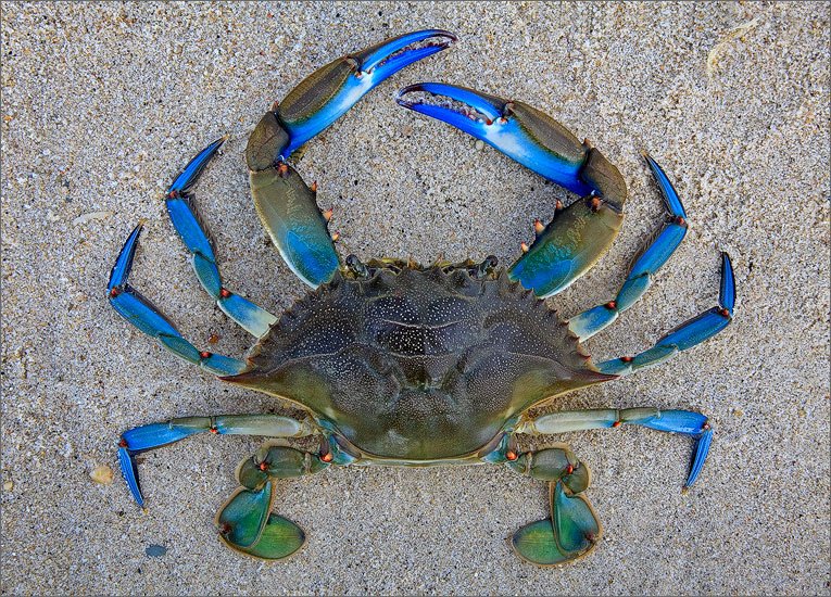 How The Blue Crab Navigates And Communicates