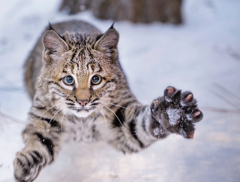 How The Bobcat Is Represented In Culture And Folklore
