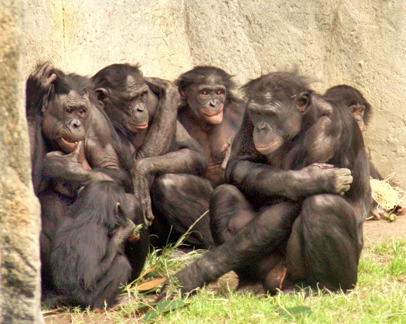 How The Bonobo Is Represented In Culture And Folklore