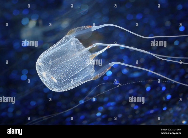 How The Box Jellyfish Navigates And Communicates