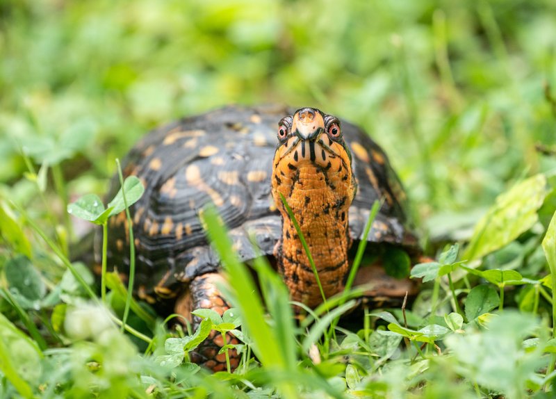 How The Box Turtle Survives In Harsh Environments