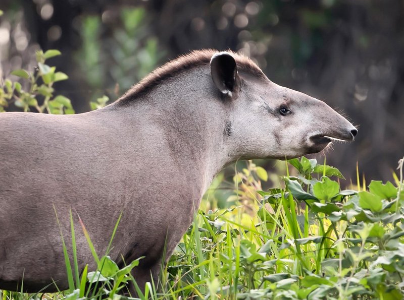 How The Brazilian Tapir Is Represented In Culture And Folklore