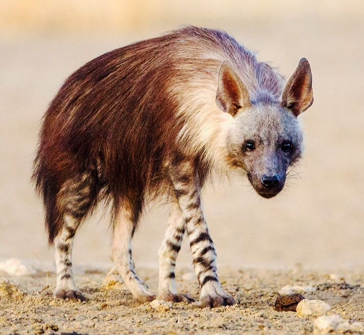 How The Brown Hyena Is Represented In Culture And Folklore