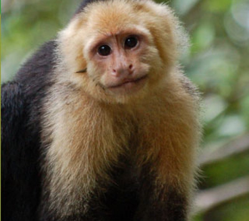 How The Capuchin Monkey Is Represented In Culture And Folklore