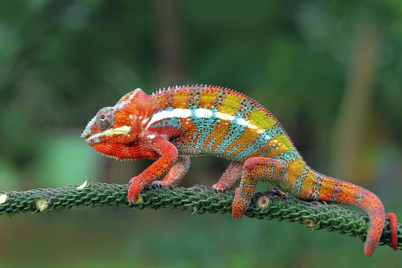 How The Chameleon Survives In Harsh Environments
