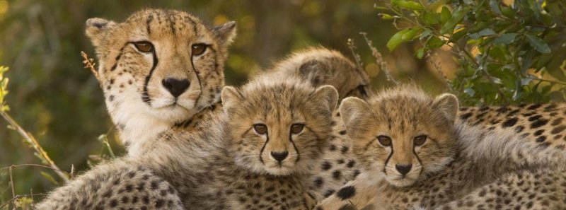 How The Cheetah Is Represented In Culture And Folklore