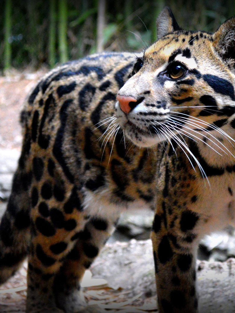 How The Clouded Leopard Is Represented In Culture And Folklore