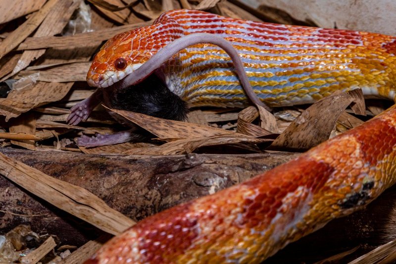 How The Corn Snake Survives In Harsh Environments