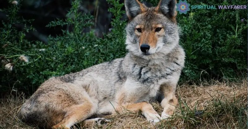 How The Coyote Is Represented In Culture And Folklore