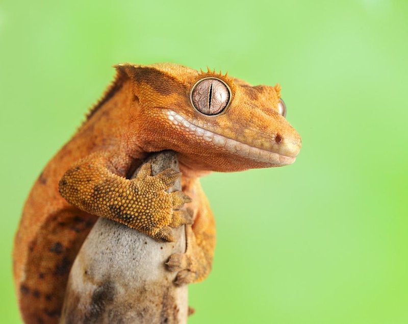 How The Crested Gecko Survives In Harsh Environments