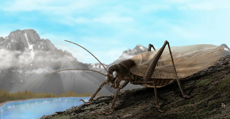 How The Cricket Has Been Studied By Scientists