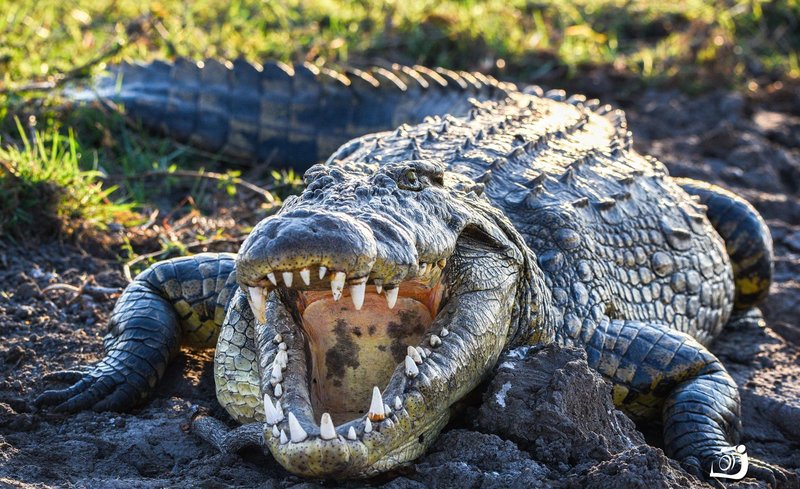 How The Crocodile Is Represented In Culture And Folklore