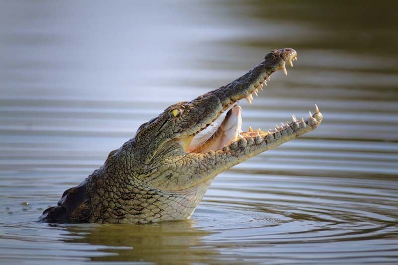 How The Crocodile Survives In Harsh Environments