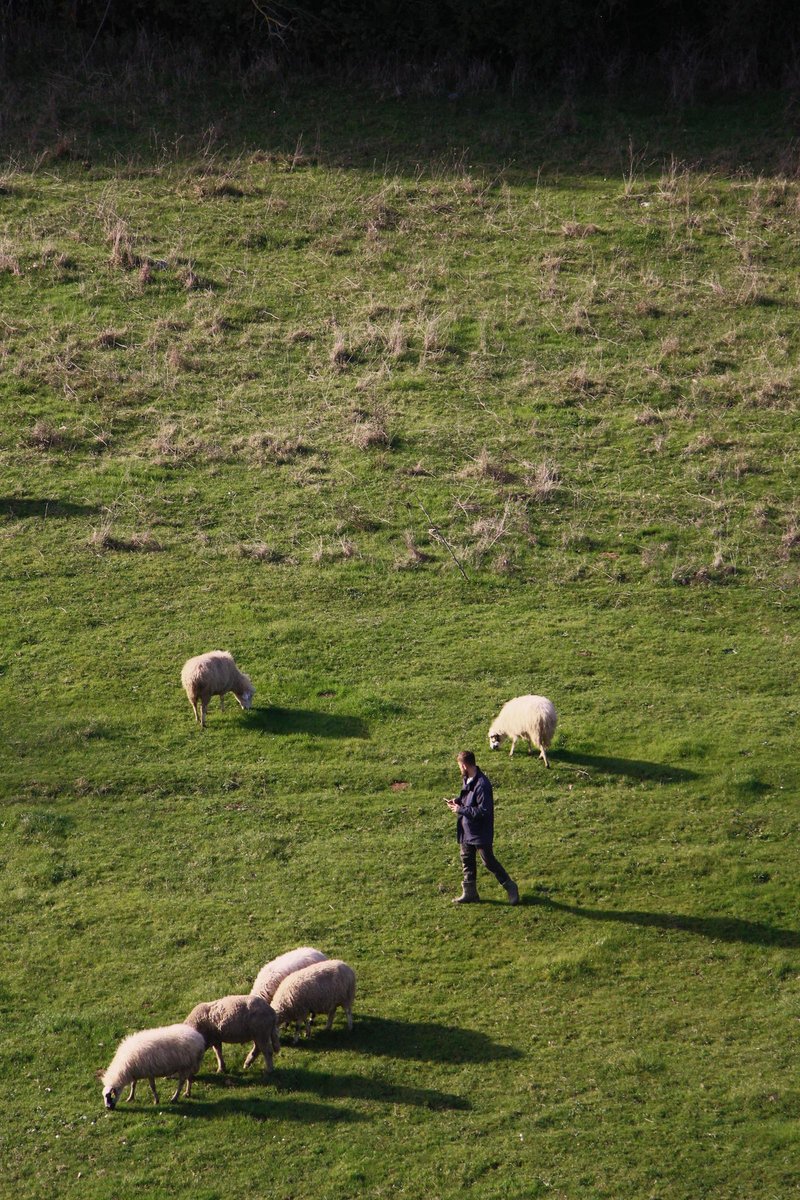 How The Dall Sheep Is Represented In Culture And Folklore