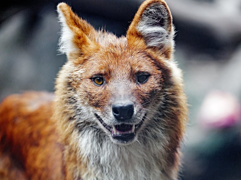 How The Dhole Is Represented In Culture And Folklore
