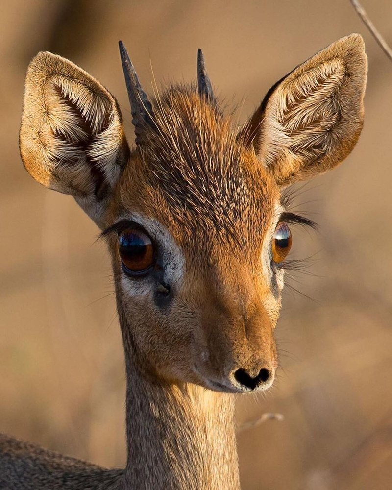 How The Dik-Dik Is Represented In Culture And Folklore