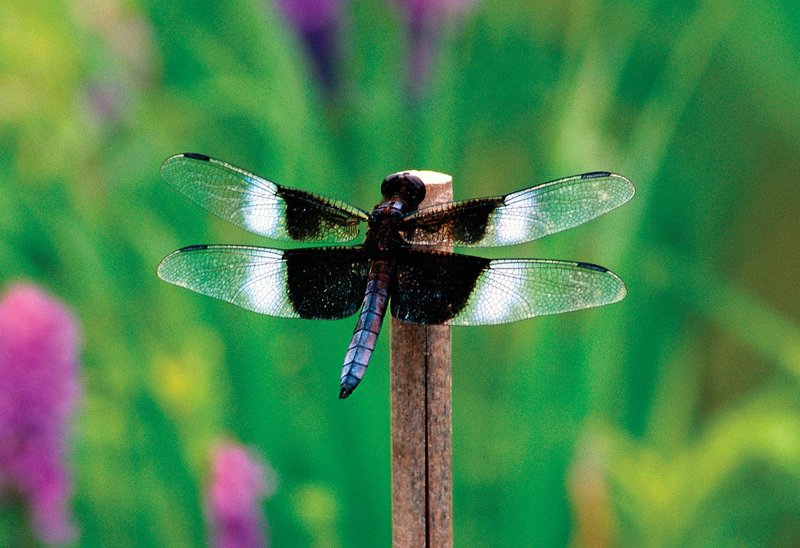 How The Dragonfly Has Been Studied By Scientists