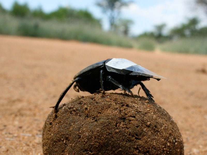 How The Dung Beetle Has Been Studied By Scientists