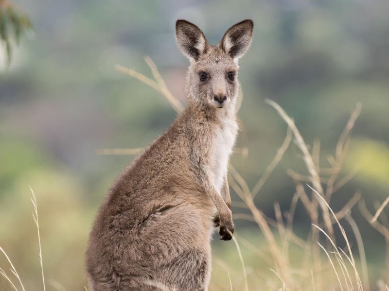 How The Eastern Grey Kangaroo Is Represented In Culture And Folklore