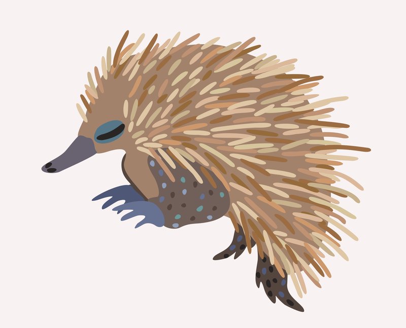 How The Echidna Is Represented In Culture And Folklore