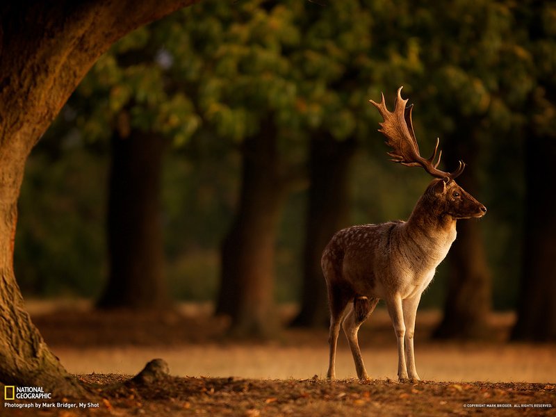 How The Fallow Deer Is Represented In Culture And Folklore