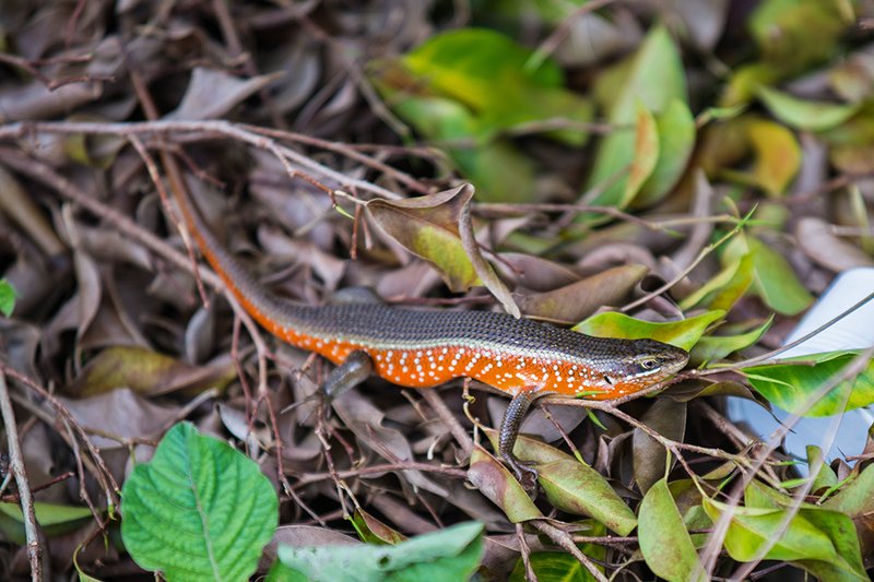 How The Fire Skink Survives In Harsh Environments