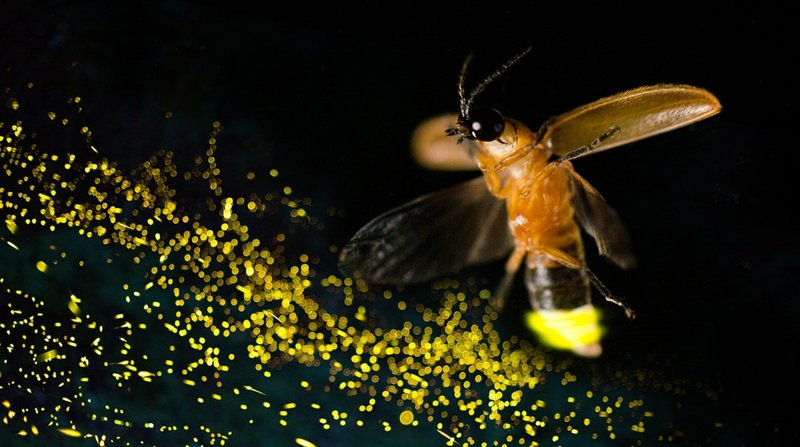 How The Firefly Has Been Studied By Scientists