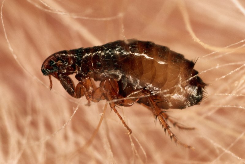 How The Flea Has Been Studied By Scientists