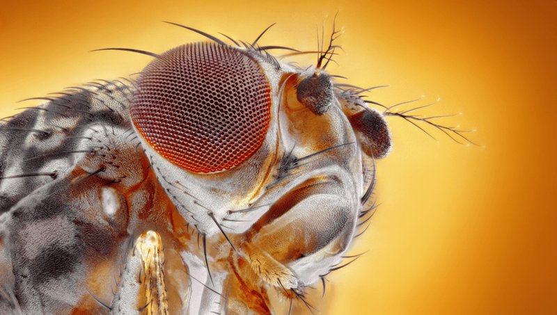 How The Fly Has Been Studied By Scientists