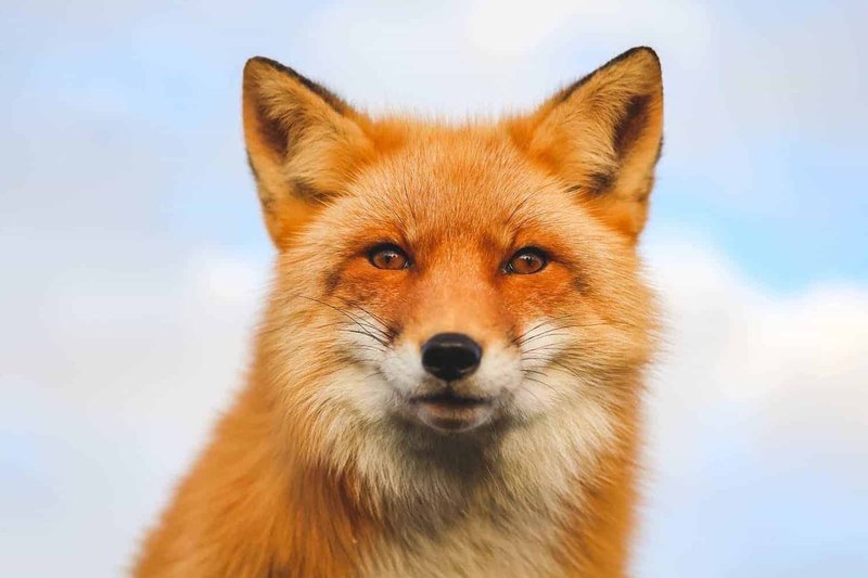 How The Fox Is Represented In Culture And Folklore