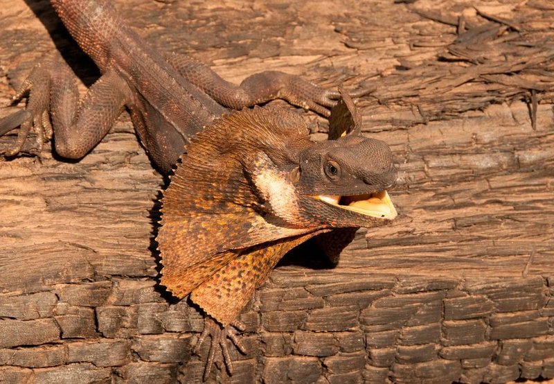 How The Frilled Lizard Is Represented In Culture And Folklore