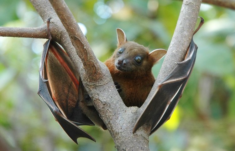 How The Fruit Bat Is Represented In Culture And Folklore