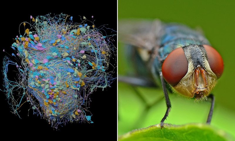 How The Fruit Fly Has Been Studied By Scientists