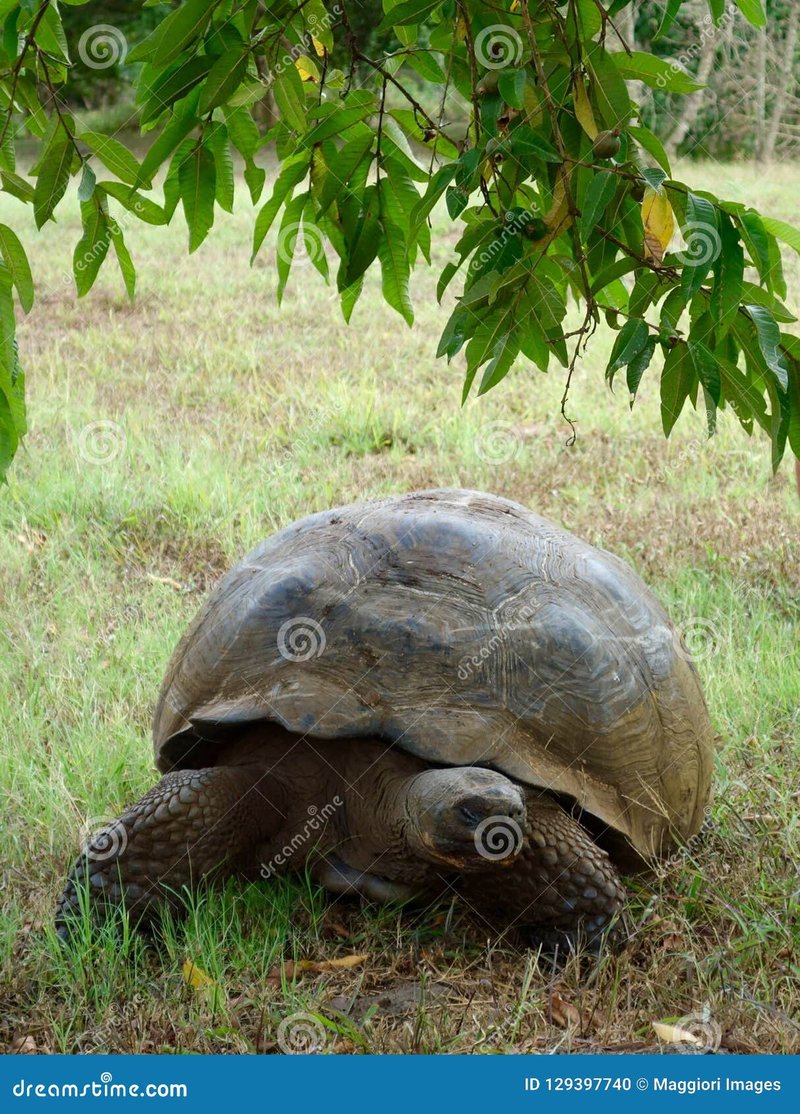 How The Galã¡Pagos Tortoise Is Represented In Culture And Folklore
