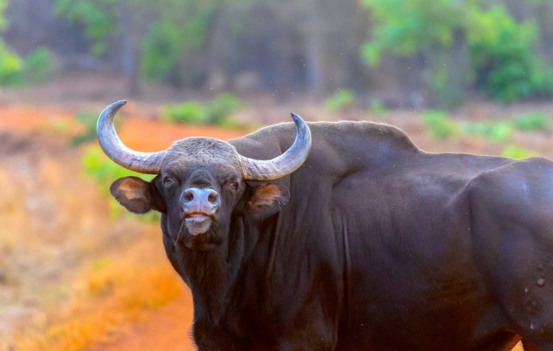 How The Gaur Is Represented In Culture And Folklore