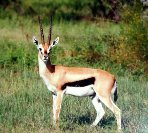 How The Gazelle Is Represented In Culture And Folklore