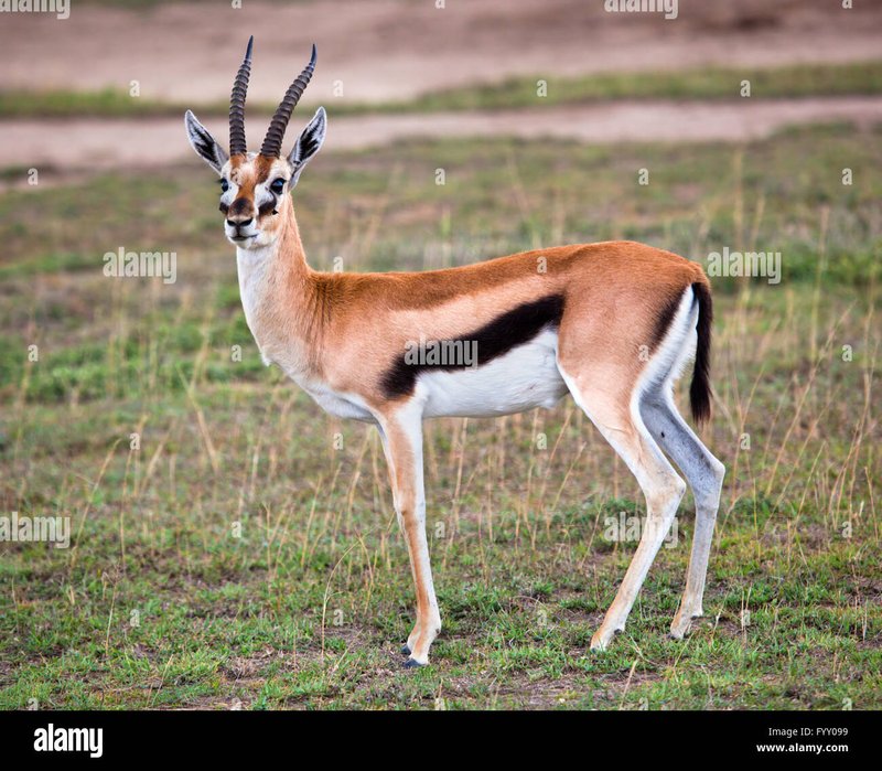 How The Gazelle Is Represented In Culture And Folklore