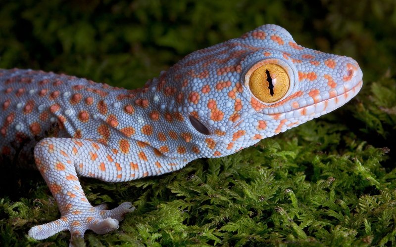 How The Gecko Survives In Harsh Environments