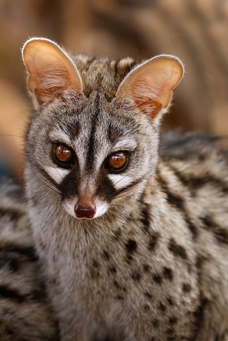 How The Genet Is Represented In Culture And Folklore