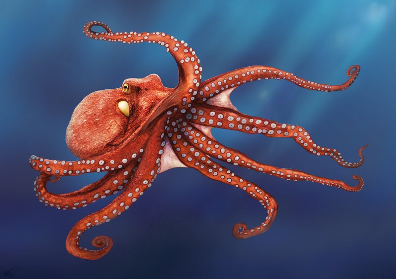 How The Giant Pacific Octopus Navigates And Communicates