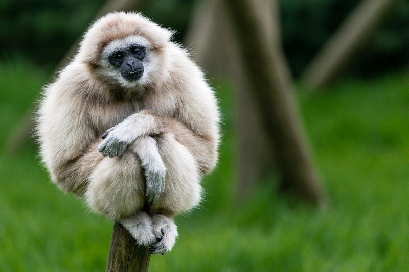 How The Gibbon Is Represented In Culture And Folklore