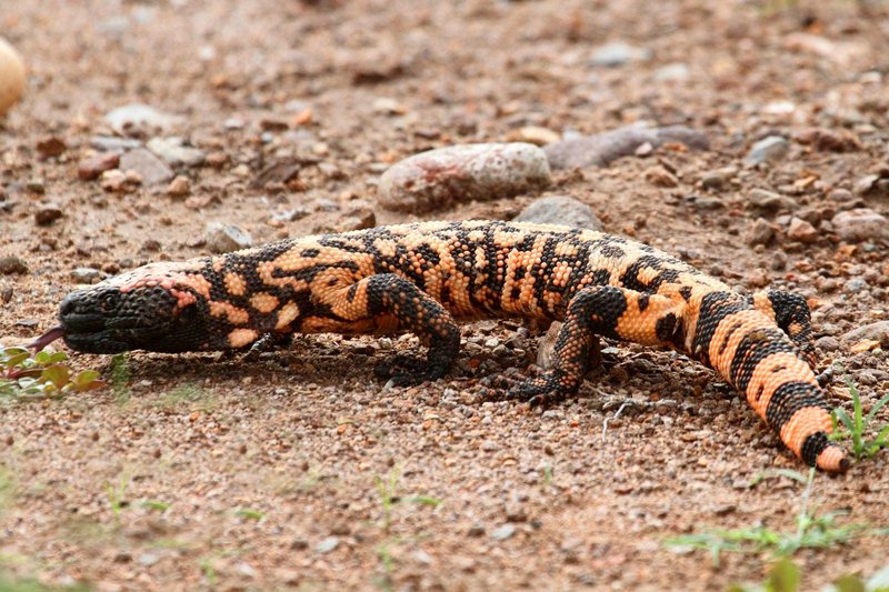 How The Gila Monster Survives In Harsh Environments