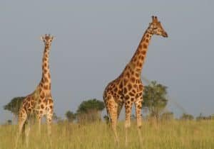How The Giraffe Is Represented In Culture And Folklore